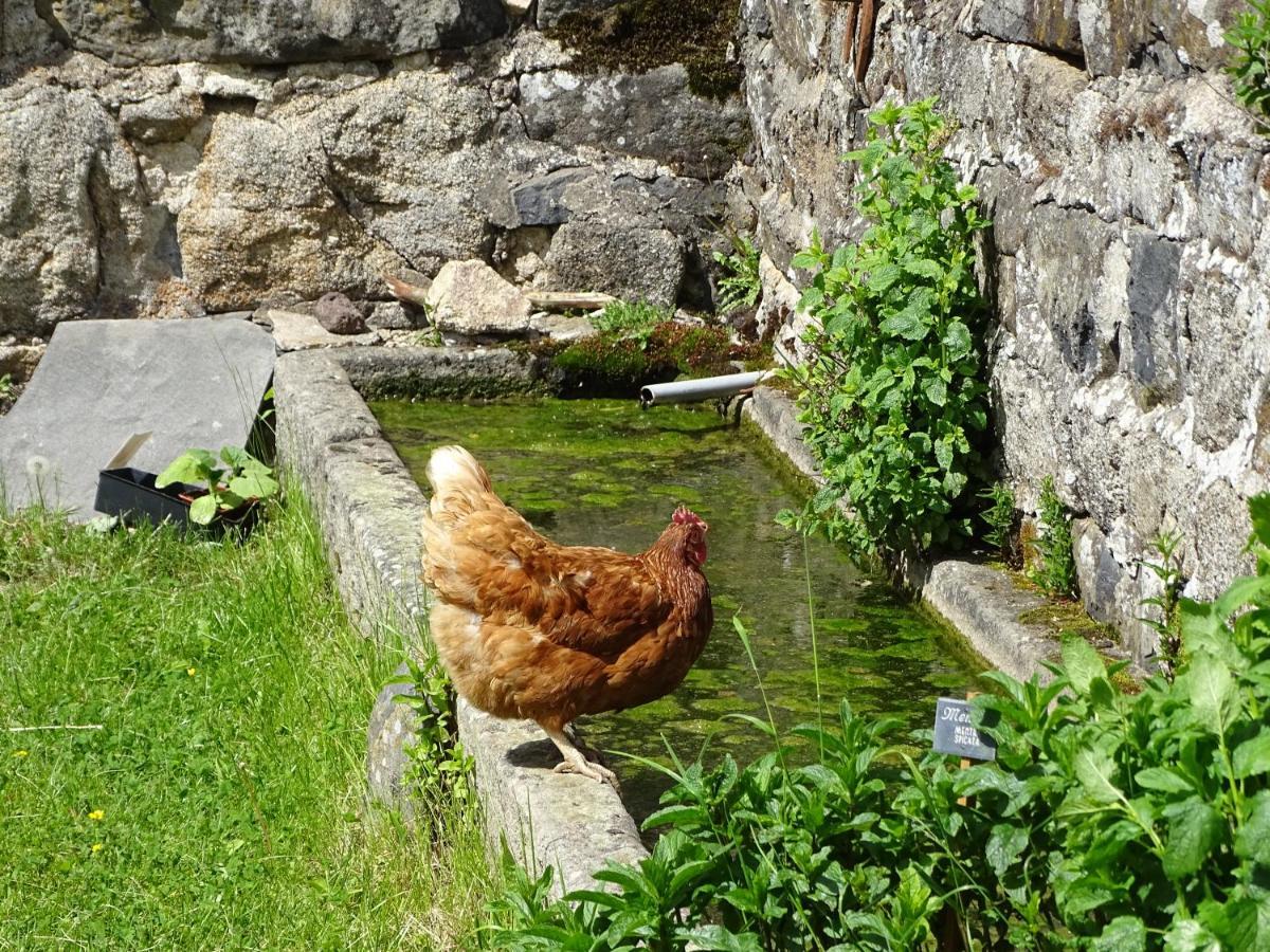 La Ferme De Madelonnet Bed & Breakfast Saint-Jeures Exterior foto